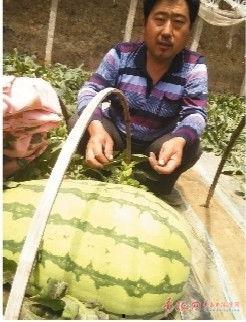 吃瓜说娱乐大西瓜